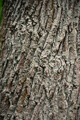 The bark of a deciduous tree. Texture - depth of the holes. The trunk of the tree, the power and beauty of nature.