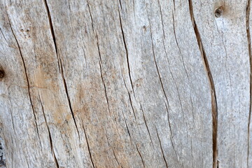 Wooden surface background. Old tree without bark. © Martin of Sweden