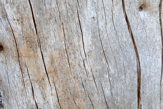 Wooden surface background. Old tree without bark.