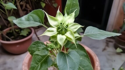 Young Sunflower Bud Close Up in Pot, Green Leaves, Plant Growth