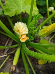 The blooming and setting of the young zucchini. The taste and tender texture of young zucchini. Zucchini, love, and the benefits from nature. Photo 2