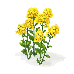 Canola, vector graphic, 2D flat isometric cartoon illustration on white background.
