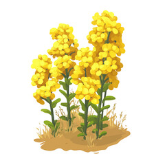 Canola, cartoon vector illustration, flat 2D isometric style, white background.