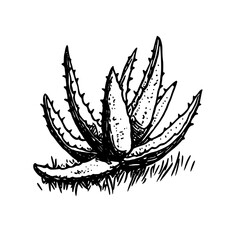 Vintage Botanical Illustration of plants in Black Ink – Hand-Drawn Floral Sketch for Botanical Books, Packaging, Tattoo Design, Nature Decor, and Vintage Garden-Themed Projects