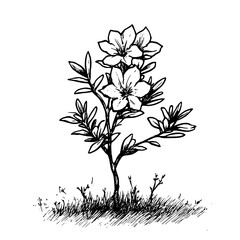 Vintage Botanical Illustration of plants in Black Ink – Hand-Drawn Floral Sketch for Botanical Books, Packaging, Tattoo Design, Nature Decor, and Vintage Garden-Themed Projects