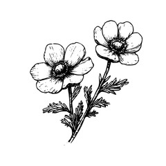 Vintage Botanical Illustration of plants in Black Ink – Hand-Drawn Floral Sketch for Botanical Books, Packaging, Tattoo Design, Nature Decor, and Vintage Garden-Themed Projects