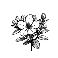 Vintage Botanical Illustration of plants in Black Ink – Hand-Drawn Floral Sketch for Botanical Books, Packaging, Tattoo Design, Nature Decor, and Vintage Garden-Themed Projects