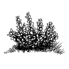 Vintage Botanical Illustration of plants in Black Ink – Hand-Drawn Floral Sketch for Botanical Books, Packaging, Tattoo Design, Nature Decor, and Vintage Garden-Themed Projects