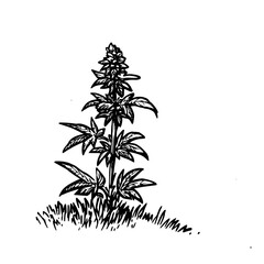 Vintage Botanical Illustration of plants in Black Ink – Hand-Drawn Floral Sketch for Botanical Books, Packaging, Tattoo Design, Nature Decor, and Vintage Garden-Themed Projects