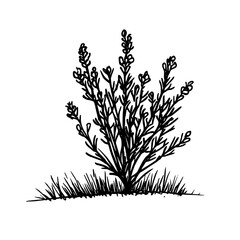 Vintage Botanical Illustration of plants in Black Ink – Hand-Drawn Floral Sketch for Botanical Books, Packaging, Tattoo Design, Nature Decor, and Vintage Garden-Themed Projects