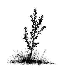 Vintage Botanical Illustration of plants in Black Ink – Hand-Drawn Floral Sketch for Botanical Books, Packaging, Tattoo Design, Nature Decor, and Vintage Garden-Themed Projects