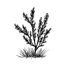 Vintage Botanical Illustration of plants in Black Ink – Hand-Drawn Floral Sketch for Botanical Books, Packaging, Tattoo Design, Nature Decor, and Vintage Garden-Themed Projects