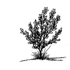 Vintage Botanical Illustration of plants in Black Ink – Hand-Drawn Floral Sketch for Botanical Books, Packaging, Tattoo Design, Nature Decor, and Vintage Garden-Themed Projects