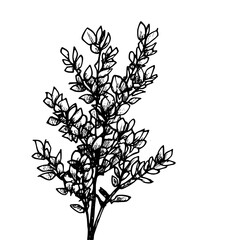 Vintage Botanical Illustration of plants in Black Ink – Hand-Drawn Floral Sketch for Botanical Books, Packaging, Tattoo Design, Nature Decor, and Vintage Garden-Themed Projects