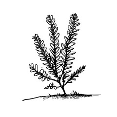 Naklejka premium Vintage Botanical Illustration of plants in Black Ink – Hand-Drawn Floral Sketch for Botanical Books, Packaging, Tattoo Design, Nature Decor, and Vintage Garden-Themed Projects