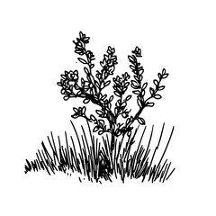 Vintage Botanical Illustration of plants in Black Ink – Hand-Drawn Floral Sketch for Botanical Books, Packaging, Tattoo Design, Nature Decor, and Vintage Garden-Themed Projects