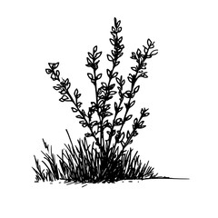 Vintage Botanical Illustration of plants in Black Ink – Hand-Drawn Floral Sketch for Botanical Books, Packaging, Tattoo Design, Nature Decor, and Vintage Garden-Themed Projects