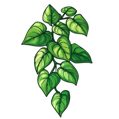 Arrowhead Vine, vector graphic, 2D flat isometric cartoon illustration on white background.
