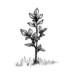 Vintage Botanical Illustration of plants in Black Ink – Hand-Drawn Floral Sketch for Botanical Books, Packaging, Tattoo Design, Nature Decor, and Vintage Garden-Themed Projects