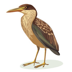 Bittern, cartoon vector illustration, flat 2D isometric style, white background.