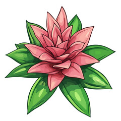 Bromeliad, vector graphic, 2D flat isometric cartoon illustration on white background.
