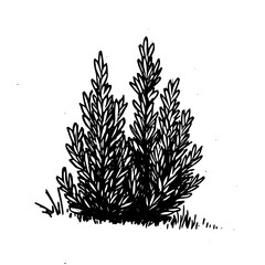 Vintage Botanical Illustration of plants in Black Ink – Hand-Drawn Floral Sketch for Botanical Books, Packaging, Tattoo Design, Nature Decor, and Vintage Garden-Themed Projects