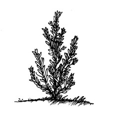 Vintage Botanical Illustration of plants in Black Ink – Hand-Drawn Floral Sketch for Botanical Books, Packaging, Tattoo Design, Nature Decor, and Vintage Garden-Themed Projects