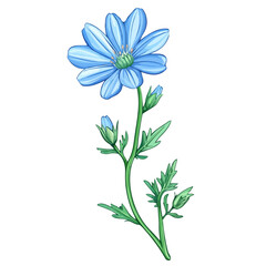 Chicory, 2D isometric flat cartoon vector illustration isolated on white background.