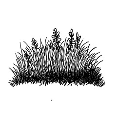 Detailed Hand-Drawn Vector Illustration of a Single Tufted Grass Clump or Steppe Plant. Minimalist Black and White Line Art Sketch, Isolated Botanical Icon for Natural, Organic, or Wild Themed Design 