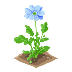 Chicory, flat 2D isometric cartoon vector image isolated on white background.