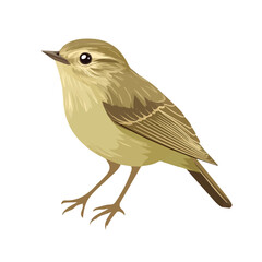 Chiffchaff, 2D isometric flat cartoon vector illustration isolated on white background.