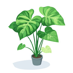 Alocasia, cartoon vector illustration, flat 2D isometric style, white background.