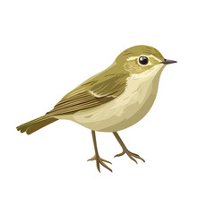 Chiffchaff, cartoon vector illustration, flat 2D isometric style, white background.