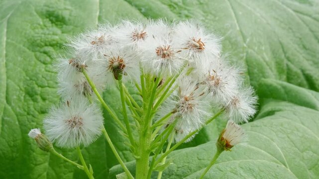 Close-up of butterbur, flowering season.