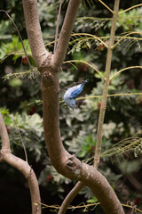 Thraupis episcopus Blue-gray Tanager A vibrant blue bird perched on a tree branch in its natural habitat.