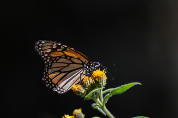 Female Monarch Butterfly Feeding on Yellow Flowers in Temascaltepec, Mexico