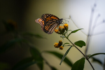 Female Monarch Butterfly Feeding on Yellow Flowers in Temascaltepec, Mexico
