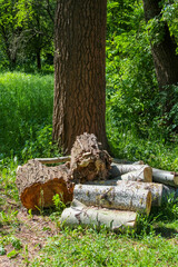Fototapeta premium Logs scattered on the ground at the base of a large tree in a natural outdoor setting with green vegetation,
