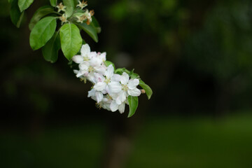 Close-up of a white flower blooming on a branch with a soft blurred background, captured in natural daylight.