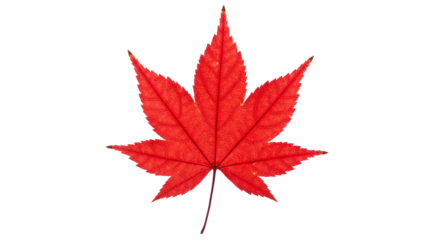 Red maple leaf autumn fall foliage nature botanical vibrant acer palmatum japanese season isolated background on transparent background