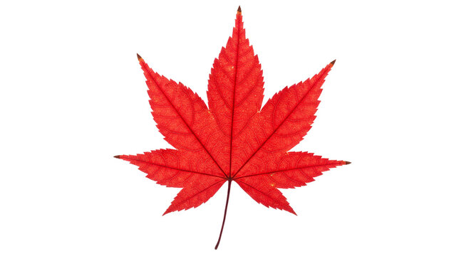 Red maple leaf autumn fall foliage nature botanical vibrant acer palmatum japanese season isolated background on transparent background