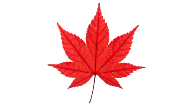 Red maple leaf autumn fall foliage nature botanical vibrant acer palmatum japanese season isolated background on transparent background