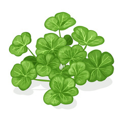 Gotu Kola, vector graphic, 2D flat isometric cartoon illustration on white background.
