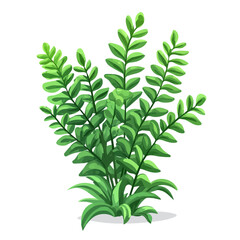 Fern, cartoon vector illustration, flat 2D isometric style, white background.