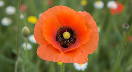 Fototapeta premium red poppy flower