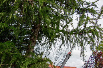 Spring work. Rejuvenation of old tall European larch by pruning branches with high pruning shears.