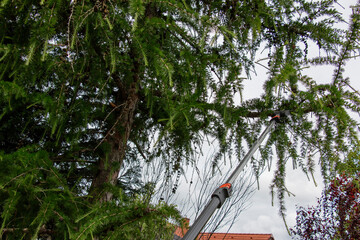 Gardener trims branches. Rejuvenation of an old tall European larch by pruning branches with high...