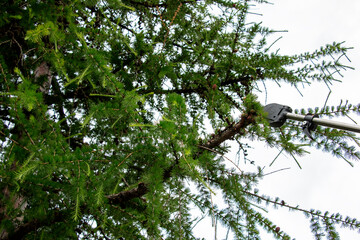 Spring work. Gardener trimming branches. Close-up of rejuvenation of old tall European larch by pruning branches with high pruning shears.