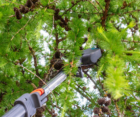 Close-up of pruning branches on an old tall European larch tree with high pruning shears.