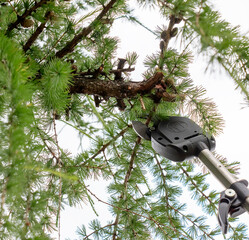 Gardener trimming branches. Pruning branches on an old tall European larch tree with high pruning...